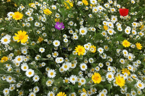 Bassenthwaite Coronation Wildflower Minimeadow3